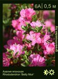 Азалия японская Rhododendron ‘Betty Muir’