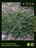 18-Ель-обыкновенная-Picea-abies-‘Procumbens’