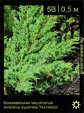 9-Можжевельник-чешуйчатый-Juniperus-squamata-‘Hunnetorp’