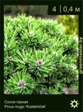 11-Сосна-горная-Pinus-mugo-‘Kostelniček’