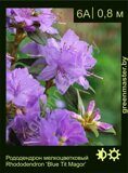 Рододендрон мелкоцветковый Rhododendron ‘Blue Tit Magor’