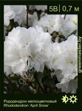 Рододендрон мелкоцветковый Rhododendron ‘April Snow’