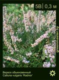 Вереск-обыкновенный-Calluna-vulgaris-‘Radnor’