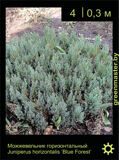 6-Можжевельник-горизонтальный-Juniperus-horizontalis-‘Blue-Forest’