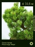 16-Сосна-горная-Pinus-mugo-‘Mops’
