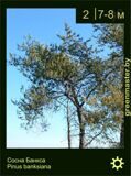 2-Сосна-Банкса-Pinus-banksiana1