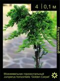 10-Можжевельник-горизонтальный-Juniperus-horizontalis-‘Golden-Carpet’1