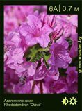 Азалия японская Rhododendron ‘Otava’