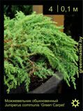 6-Можжевельник-обыкновенный-Juniperus-communis-‘Green-Carpet’