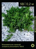 7-Можжевельник-лежачий-Juniperus-procumbens-‘Nana’1