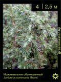 3-Можжевельник-обыкновенный-Juniperus-communis-‘Bruns’
