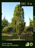 9-Сосна-черная-Pinus-nigra-'Pyramidalis'