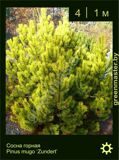 23-Сосна-горная-Pinus-mugo-‘Zundert’