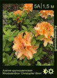 Азалия крупноцветковая Rhododendron ‘Christopher Wren’