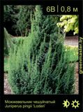 1 Можжевельник чешуйчатый Juniperus pingii (squamata) ‘Loderi’ (2)