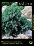 4-Можжевельник-чешуйчатый-Juniperus-squamata-‘Blue-Star’